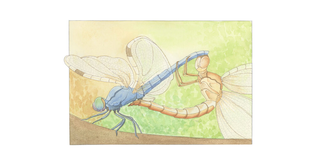 Dragonflies mating watercolor illustration