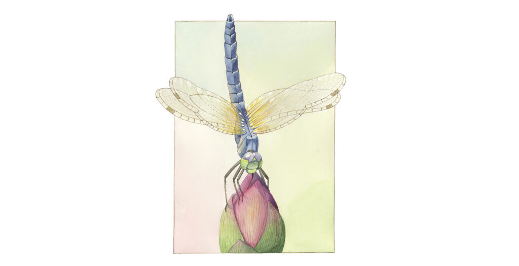 Dragonfly on a a lotus bud watercolor illustration