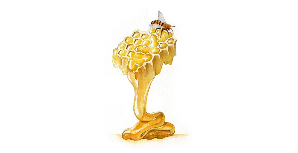 Vincenzi Fine Food honey watercolor illustration