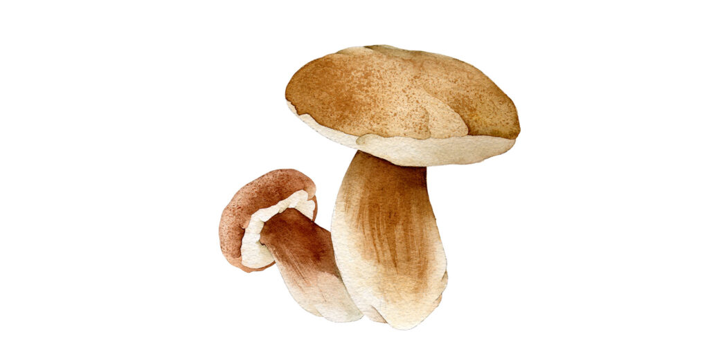 Vincenzi Fine Food mushroom watercolor illustration